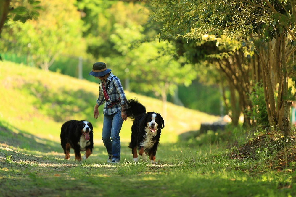 imgi_4_dogrun-sub02-1